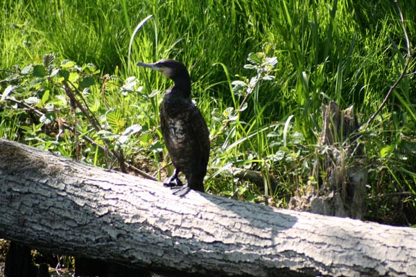 Kormoran